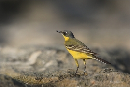 <p>KONIPAS LUČNÍ (Motacilla flava) - jižní Morava - Strachotín ---- /Western yellow wagtail - Schafstelze/</p>